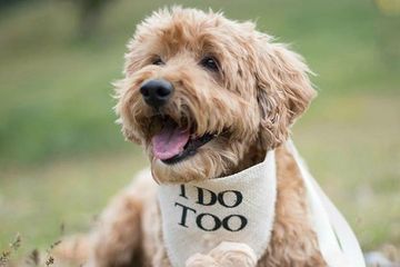 Kings Pet Services Dog Wedding Chaperone Kent.