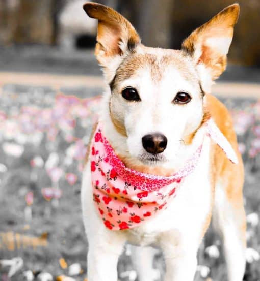 Dotty4Paws Featured Listing