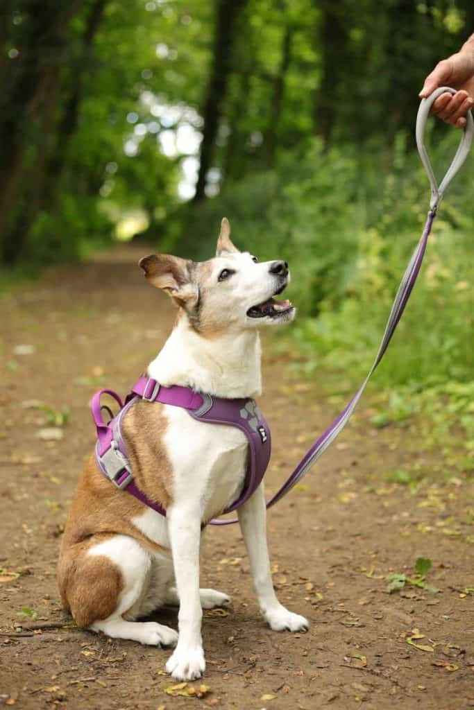 The Weekend Warrior Harness And Lead By Hurtta Review Dotty 4 Paws