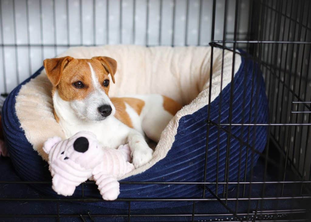 How to Crate Train Your Puppy The Gentle Way Dotty4Paws