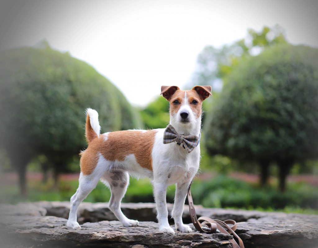 Dog-Friendly Abbey House Gardens Malmesbury